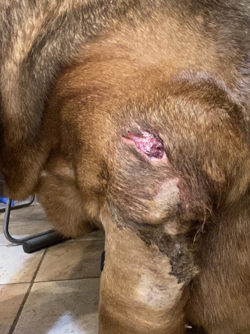 South Metro Animal Emergency Care photo 3