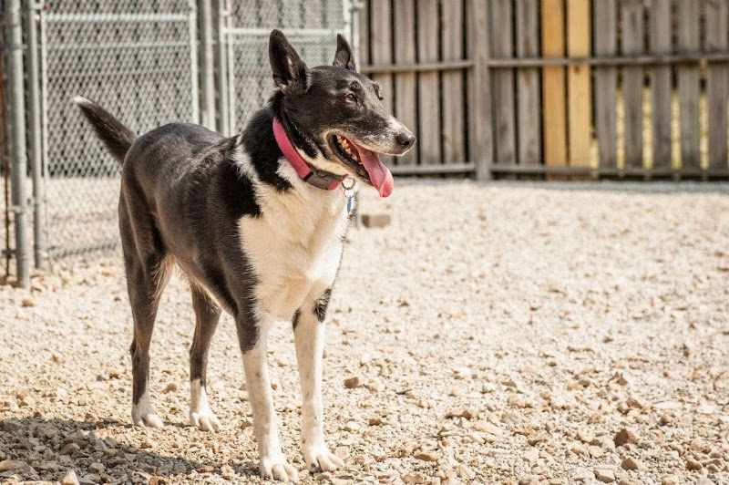 King Of Hearts, LLCDba Pine Ridge Pet Resort