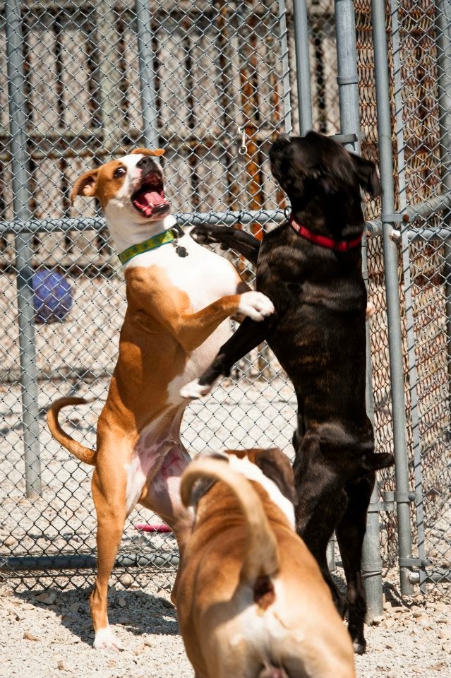 King Of Hearts, LLCDba Pine Ridge Pet Resort photo 2
