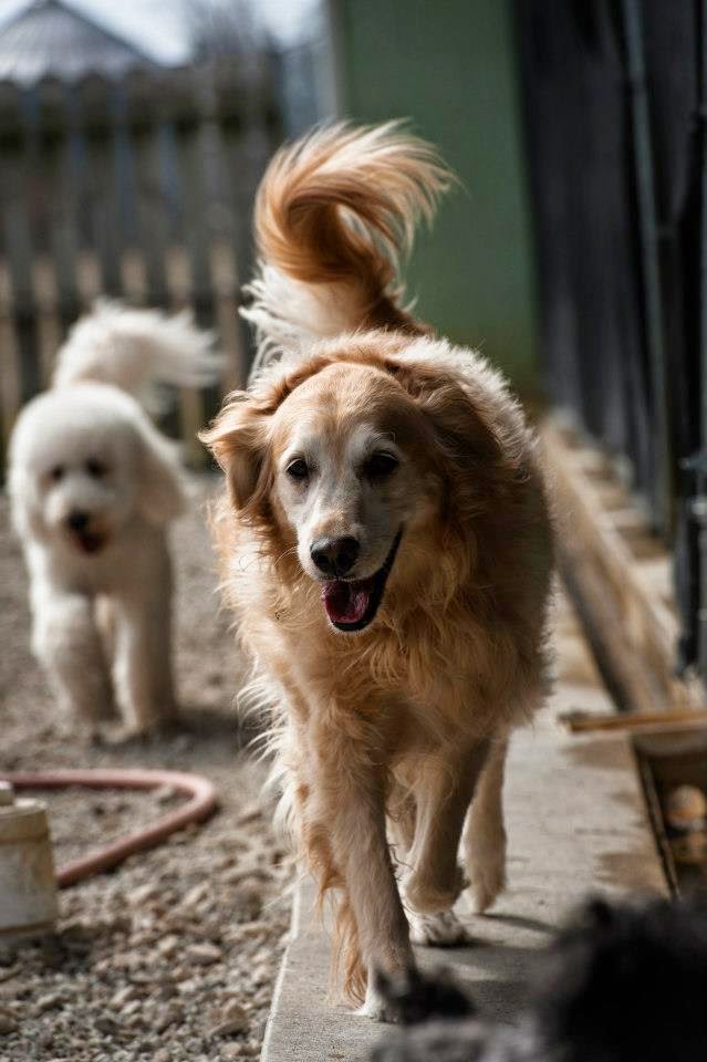 King Of Hearts, LLCDba Pine Ridge Pet Resort photo 3