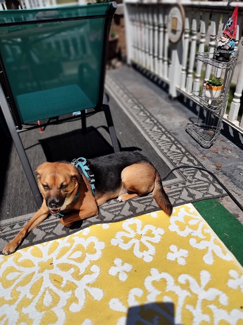 The Dogwalkers photo 2