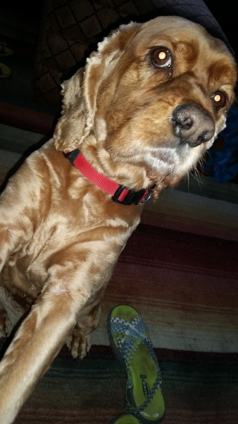 The Dogwalkers photo 3