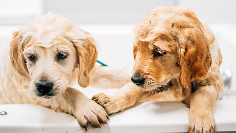 Pet Retreat Plymouth