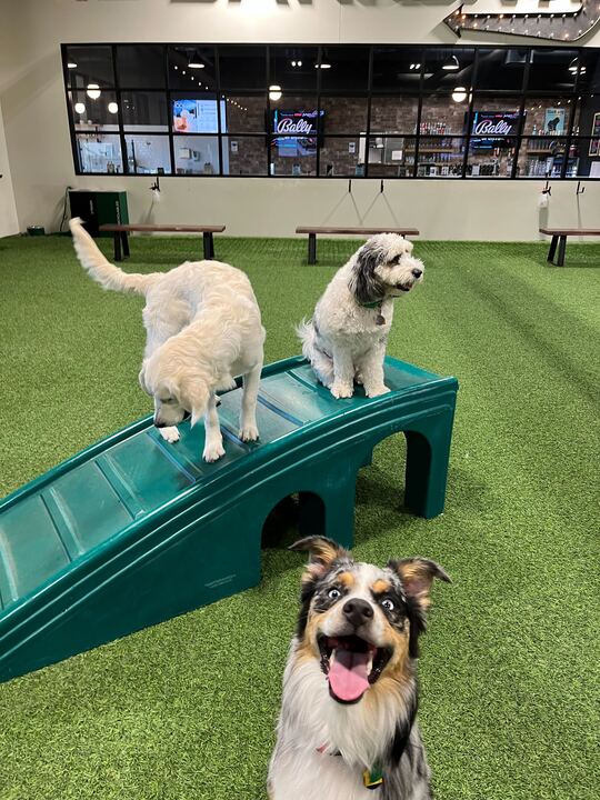 Pet Retreat Plymouth photo 2