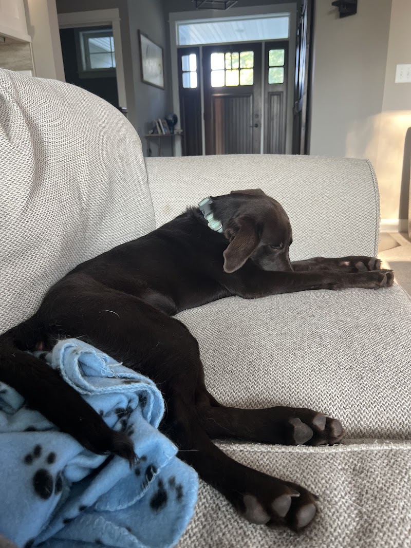 Pet Retreat Plymouth photo 3