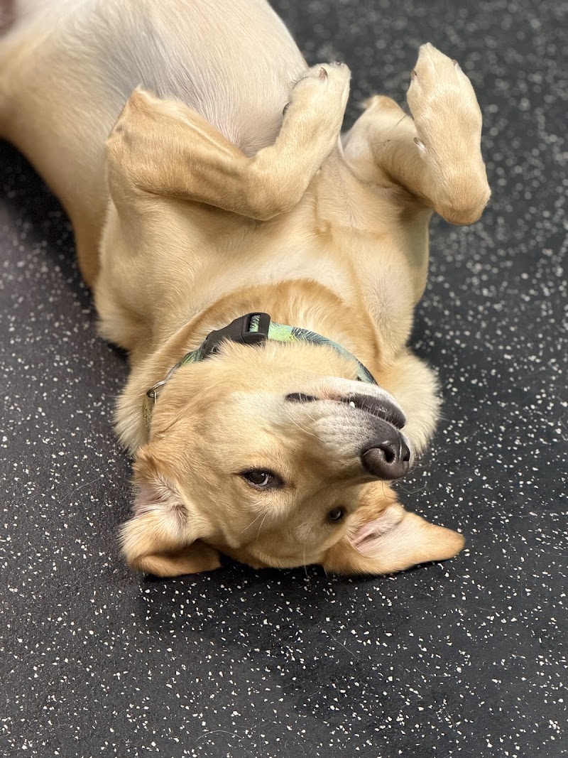 SBK Dog Club photo 2