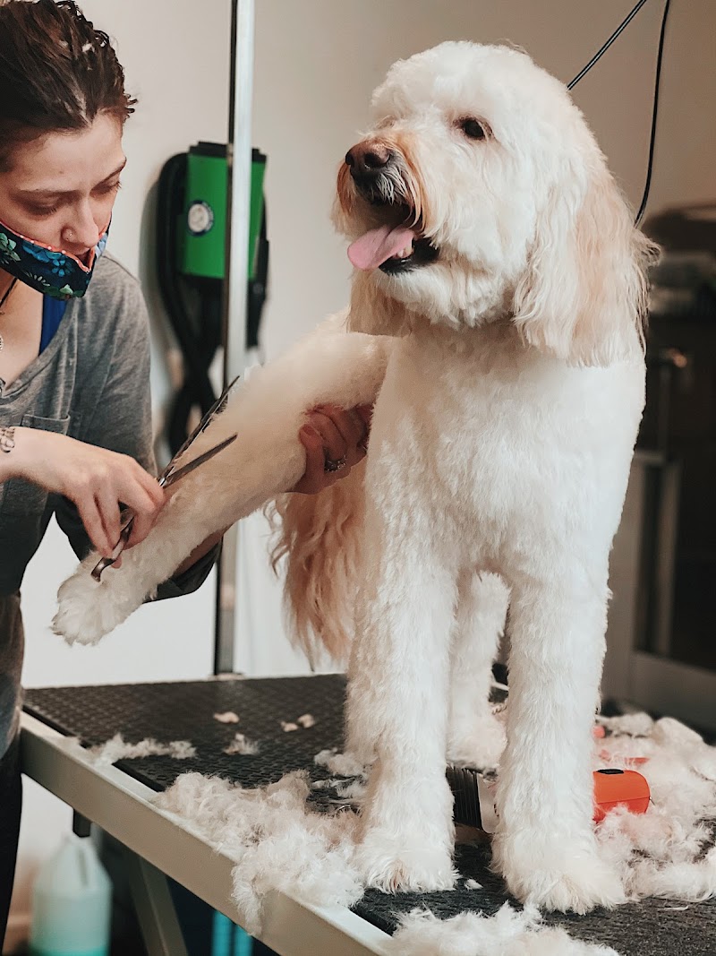 SBK Dog Club photo 3