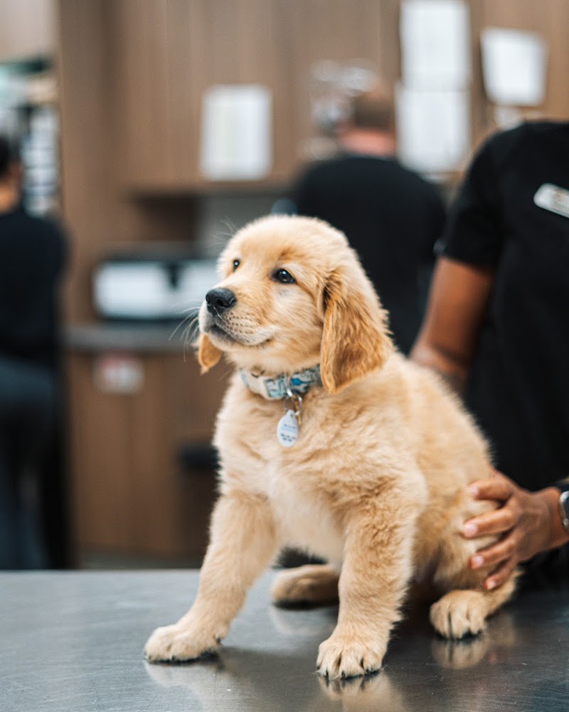 Vet Partners Pet Hospital