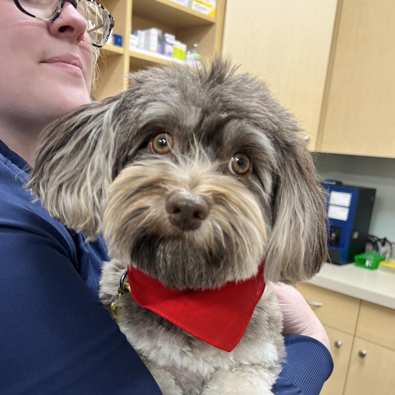 Carmel Pet Care photo 3