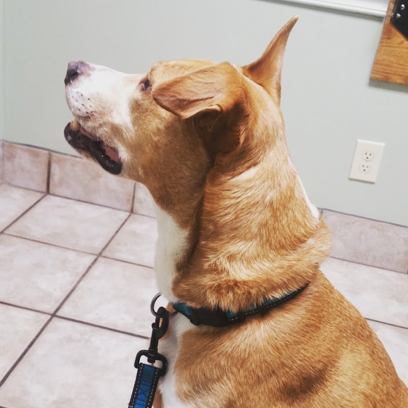 Freeland Animal Hospital