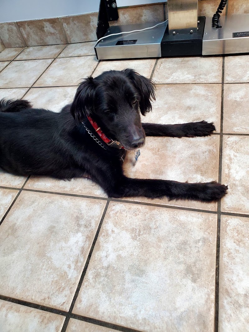 Freeland Animal Hospital photo 2