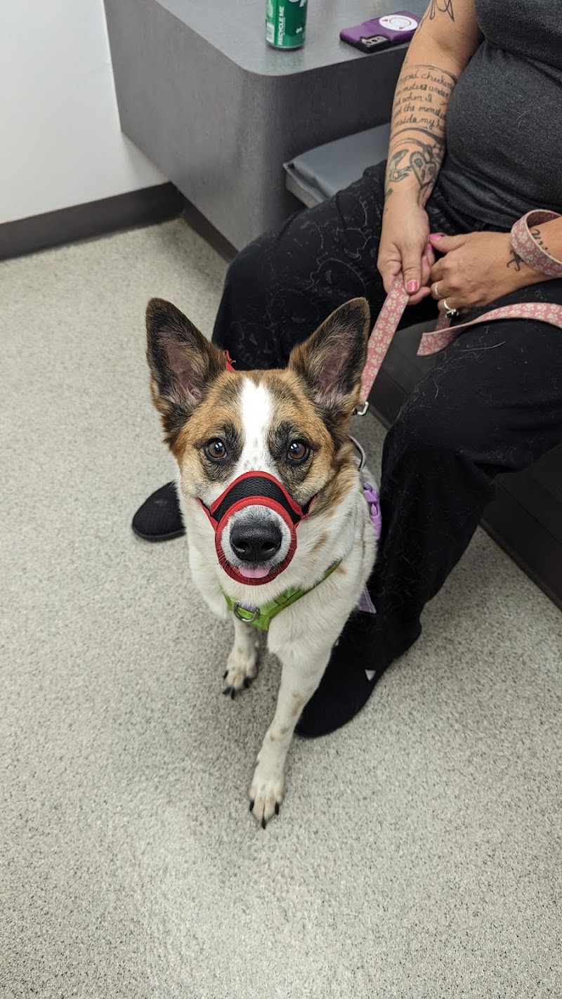 Broad Ripple Animal Clinic photo 3
