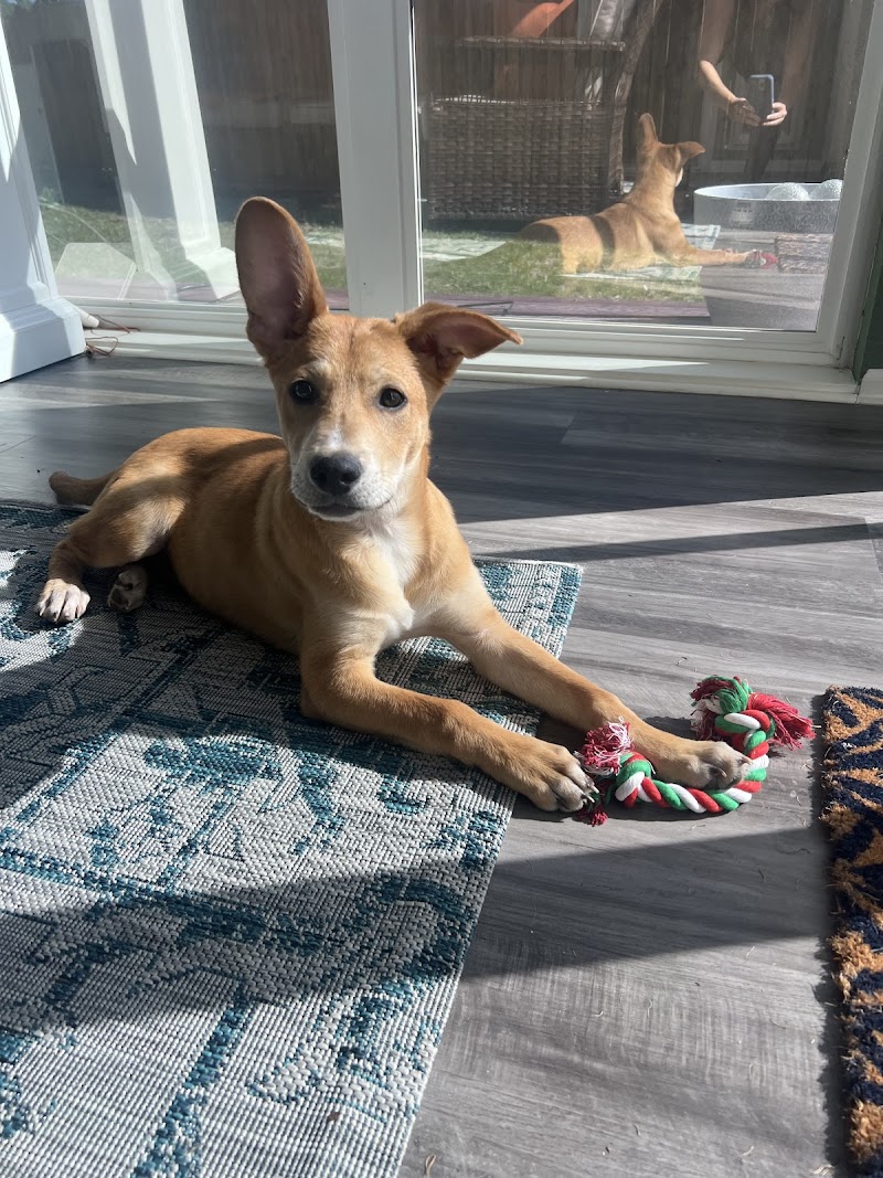 4 Paws 4 Life Rescue and Boarding photo 2