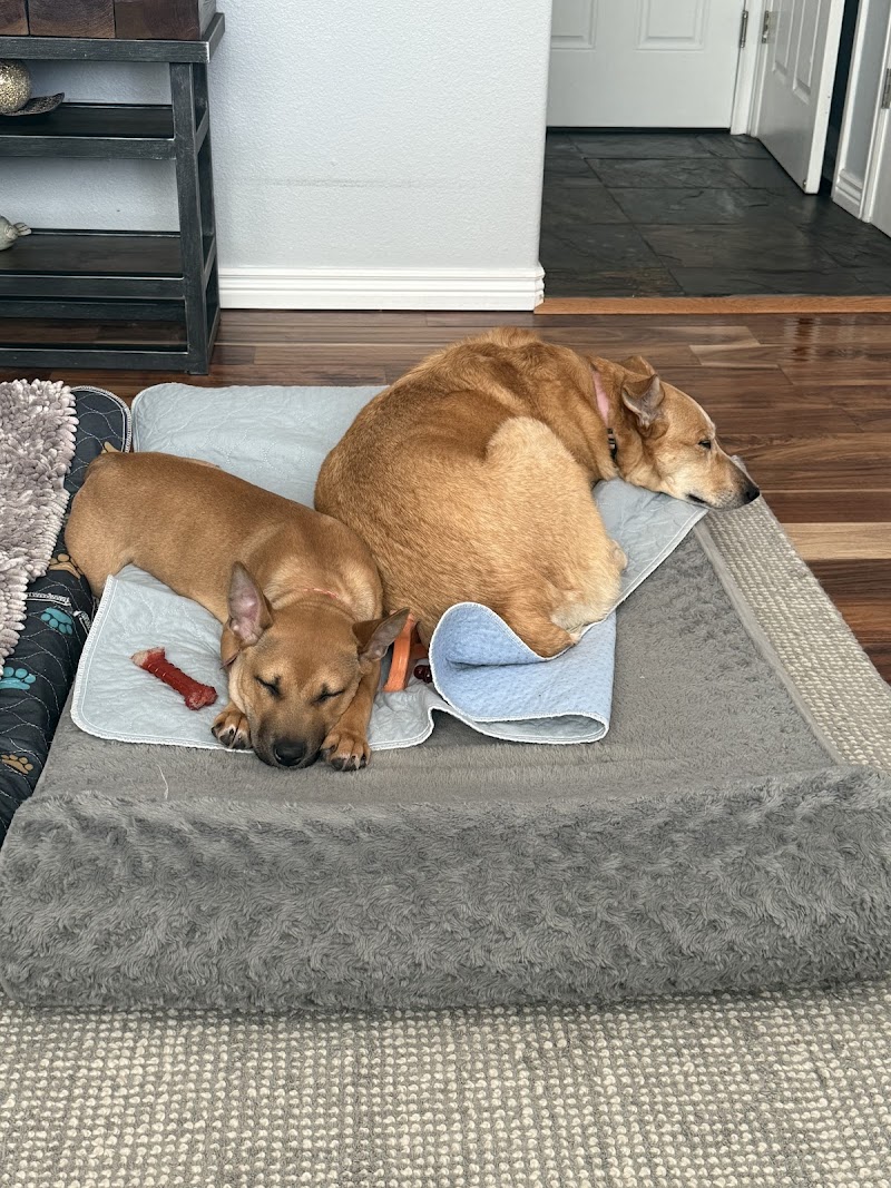 4 Paws 4 Life Rescue and Boarding photo 3