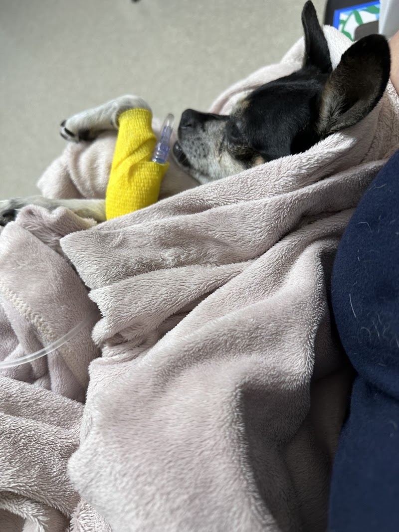 Affiliated Veterinary Emergency Service photo 2