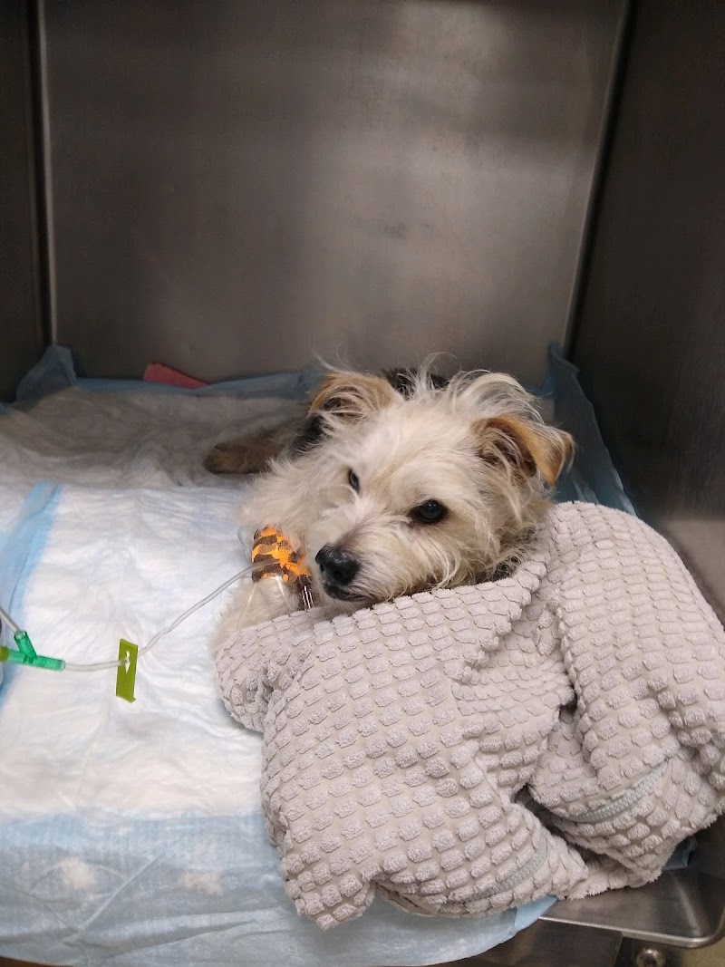 Affiliated Veterinary Emergency Service photo 3