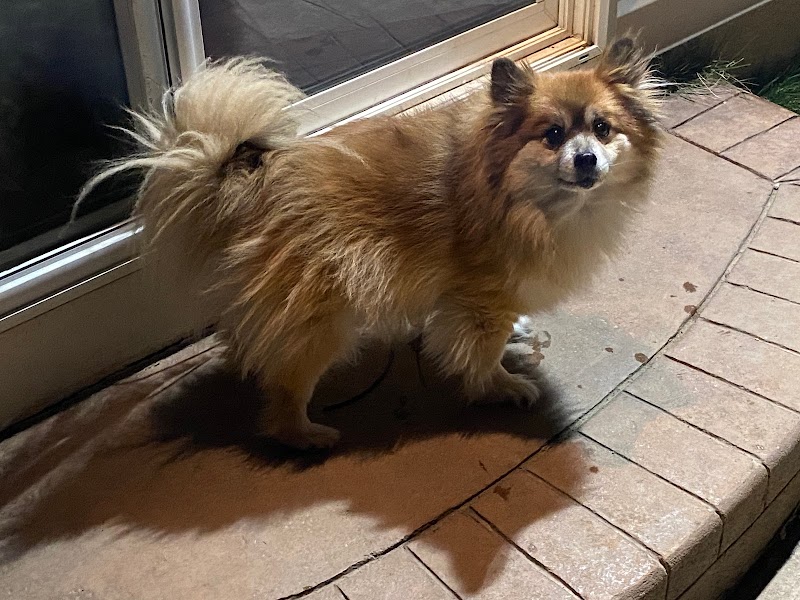 Alternative Pet Services photo 3