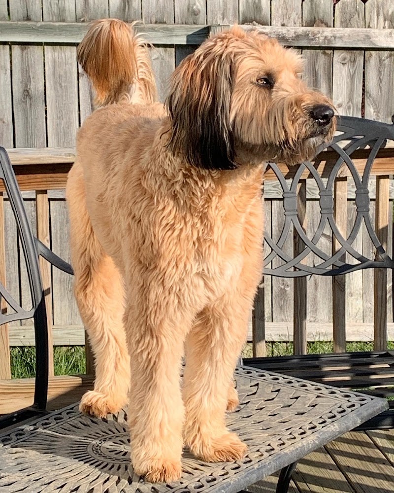 Club Canine, Doggie Daycare, Boarding, Grooming photo 2