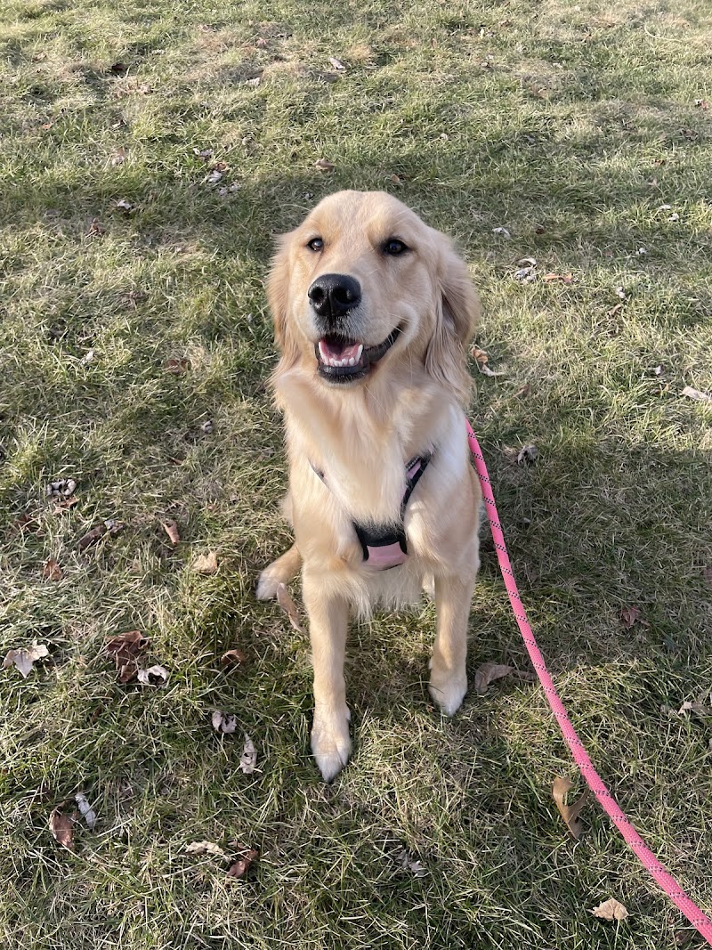 Club Canine, Doggie Daycare, Boarding, Grooming photo 3