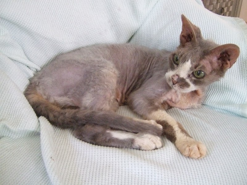 Pets Are Inn - South & SW Metro photo 2