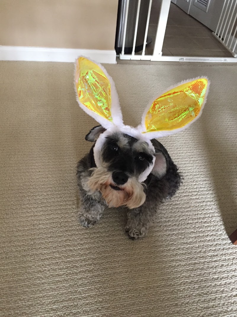 West Town Walkers photo 2