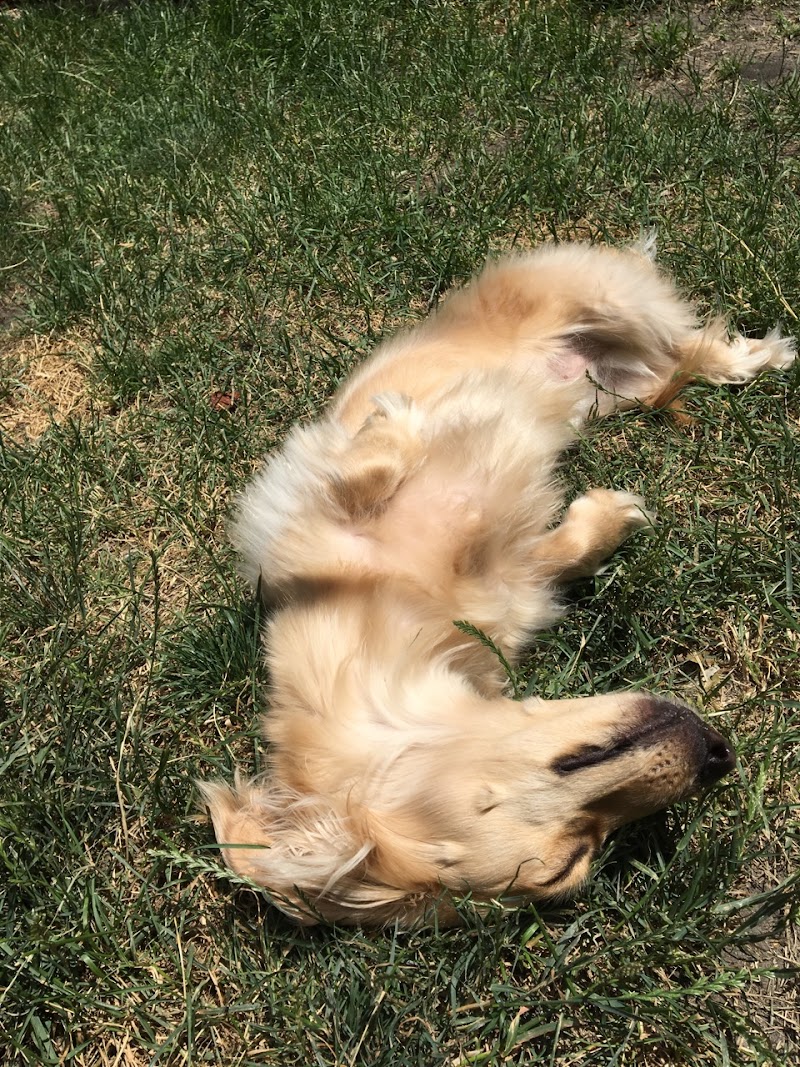 West Town Walkers photo 3