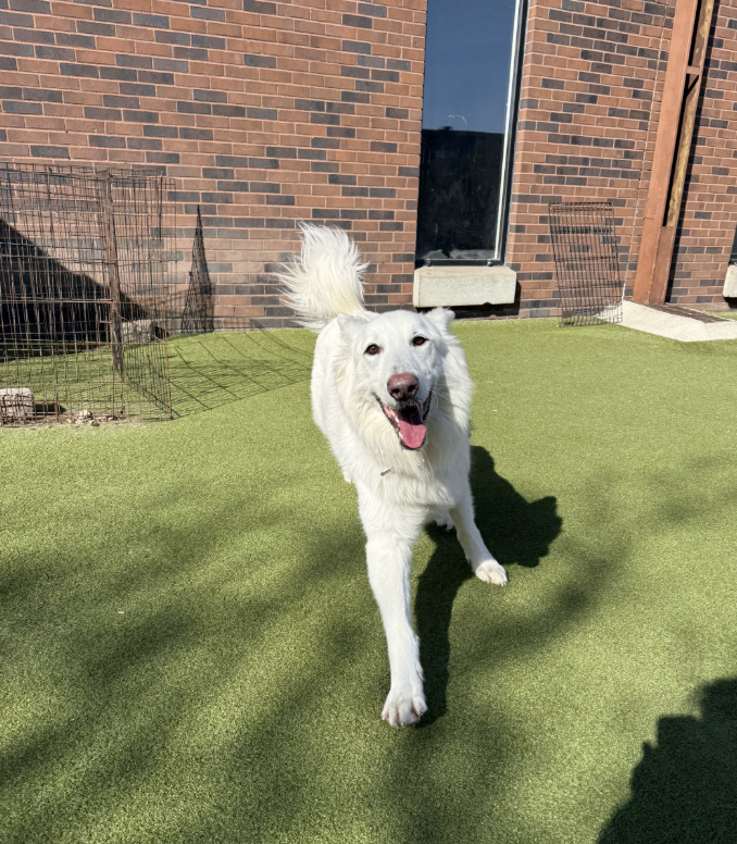 Adogo Pet Hotels photo 2