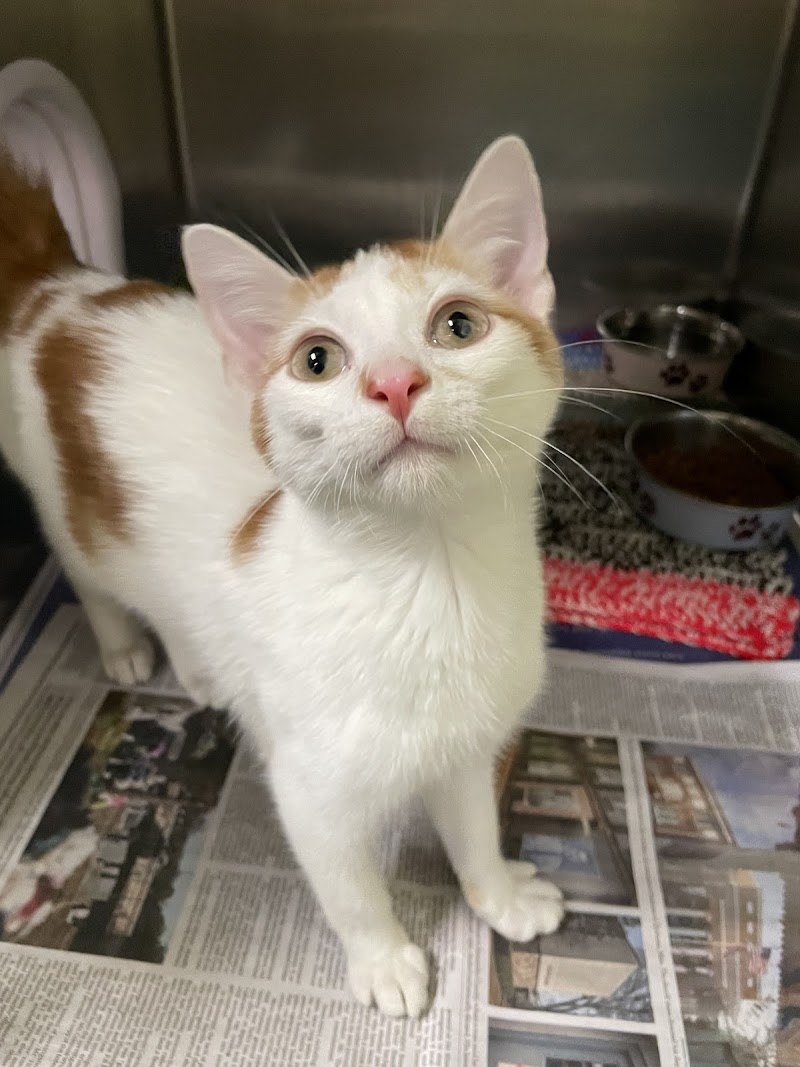 Indianapolis Animal Care Services photo 3