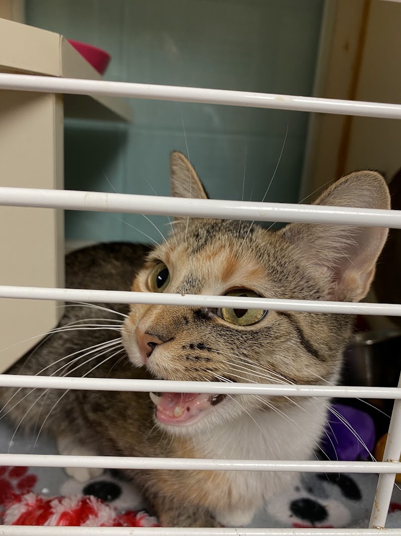 Anderson Animal Shelter - Adoption Center