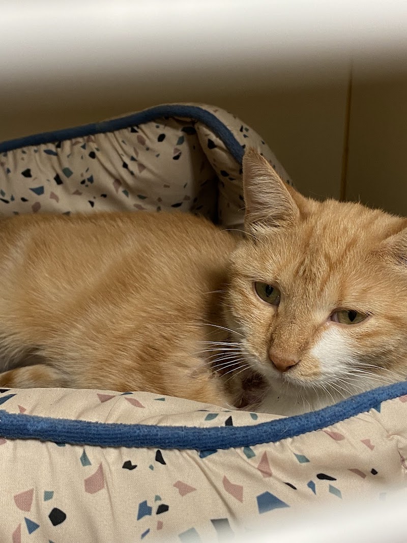 Anderson Animal Shelter - Adoption Center photo 2