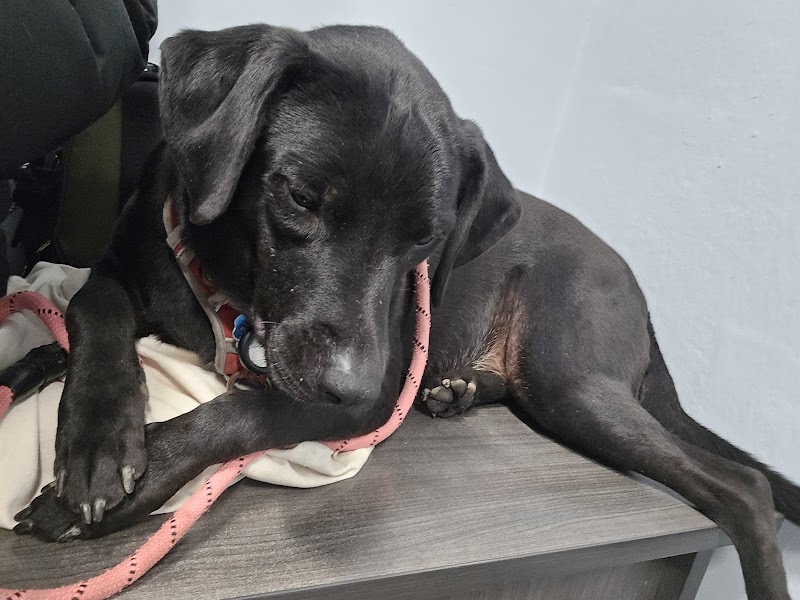 Lakeside Animal Hospital