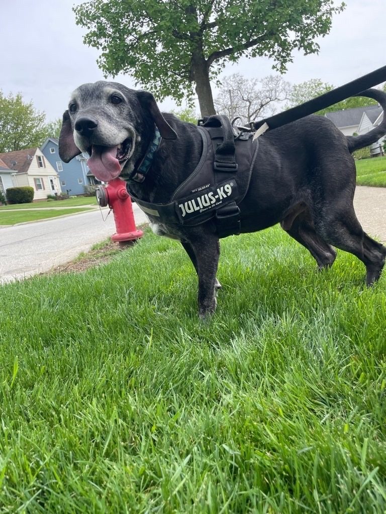 Nikki's Collar Club photo 2