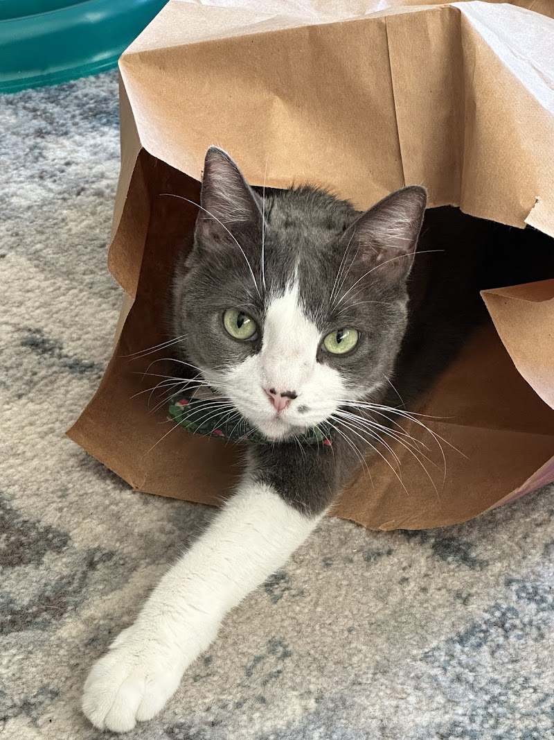 Nikki's Collar Club photo 3