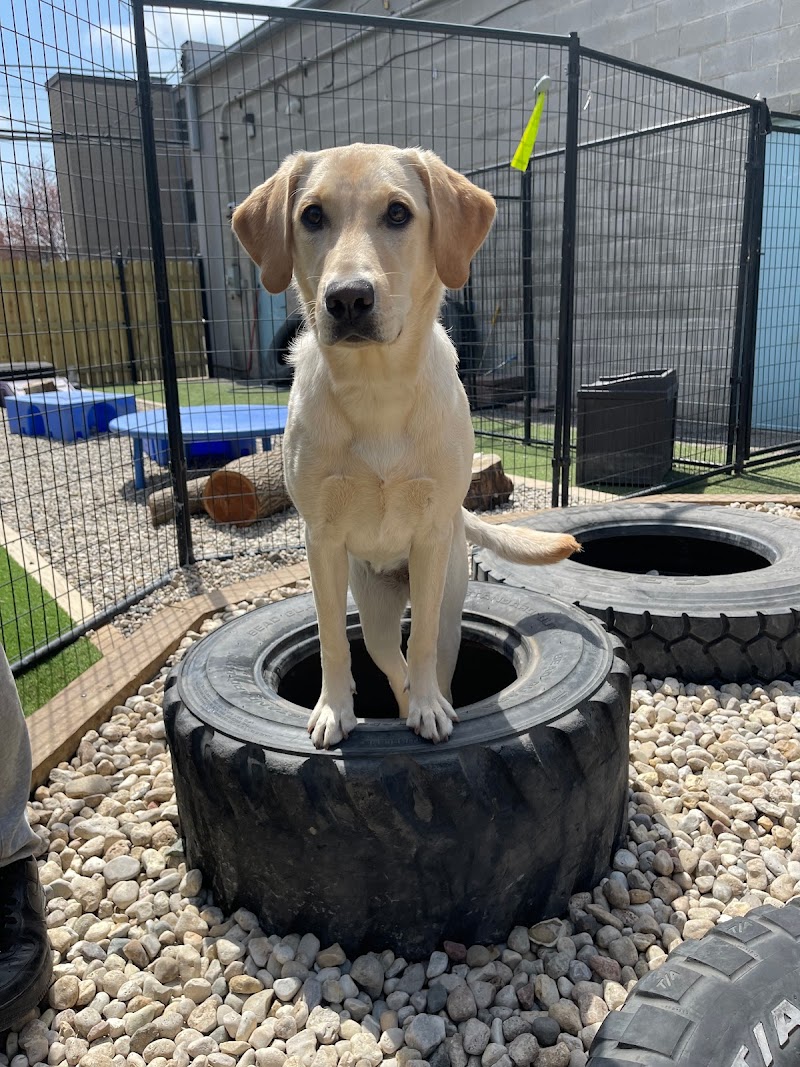 Rockstar Pets photo 3