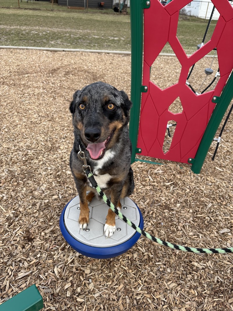 At Whits End Dog Training photo 3