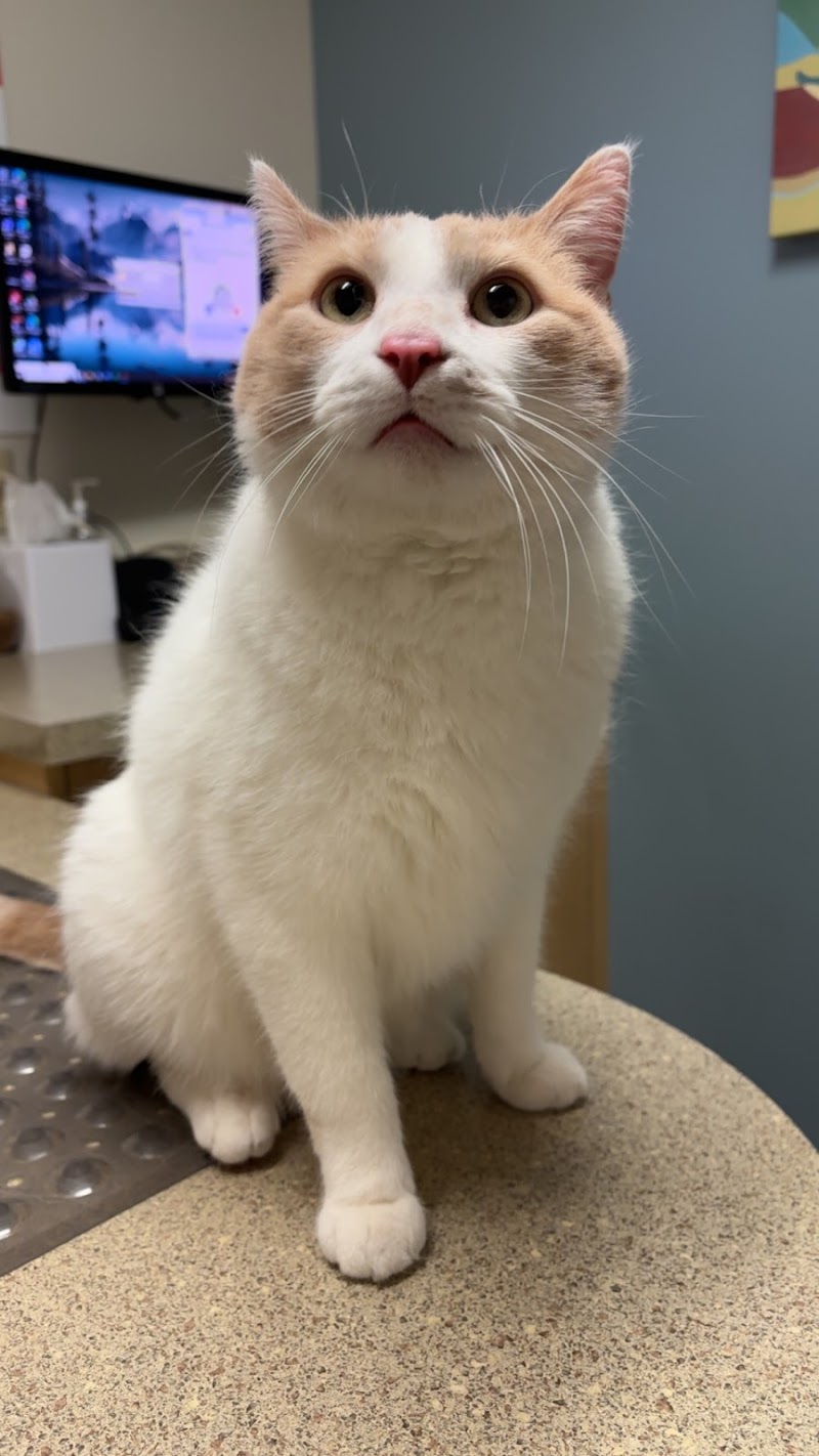 Rice Pet Clinic photo 3