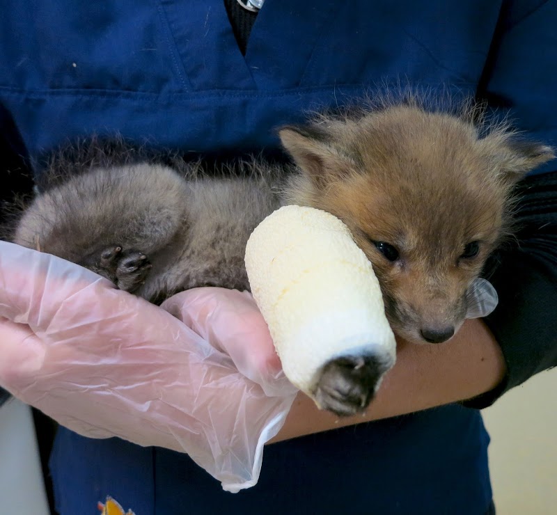 Wildlife Rehabilitation Center