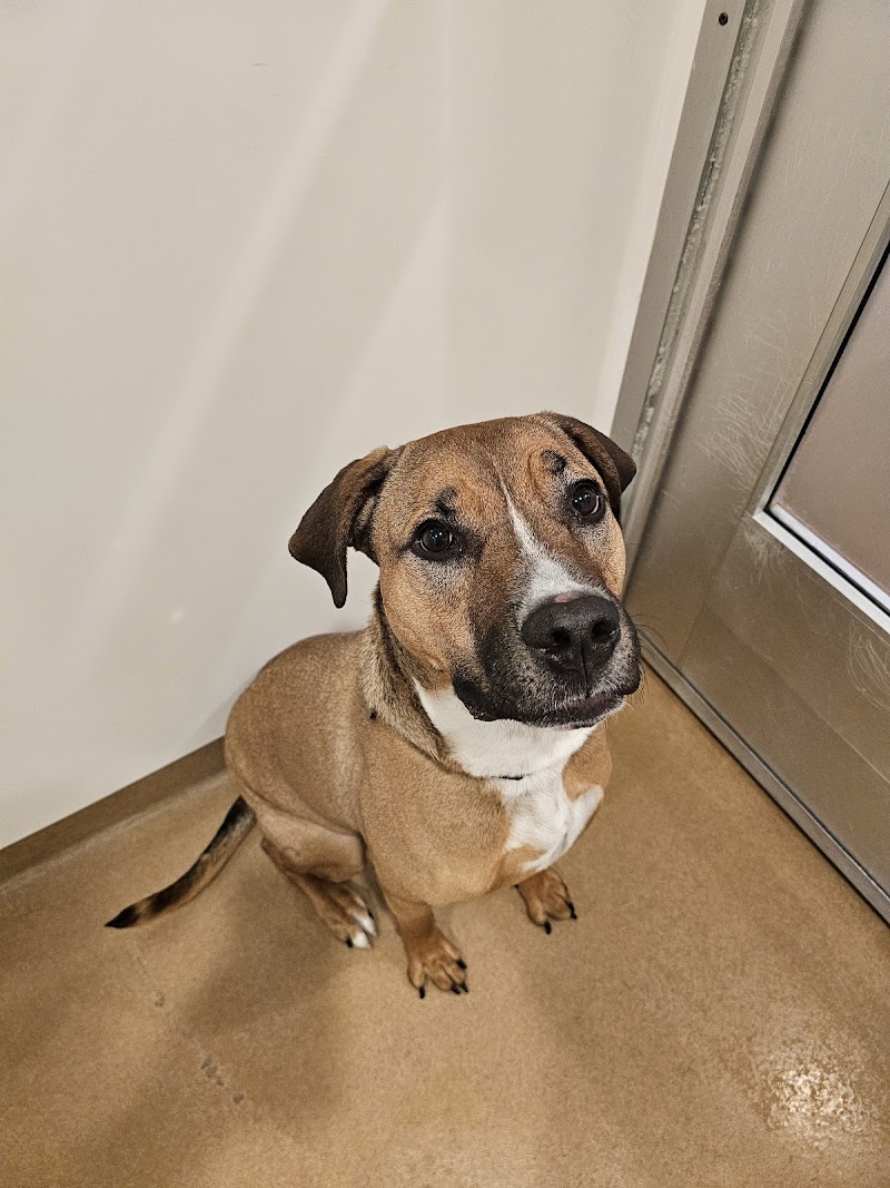 PAWS Chicago Adoption Center photo 3