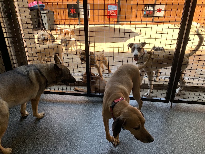 Bark and Play Chicago