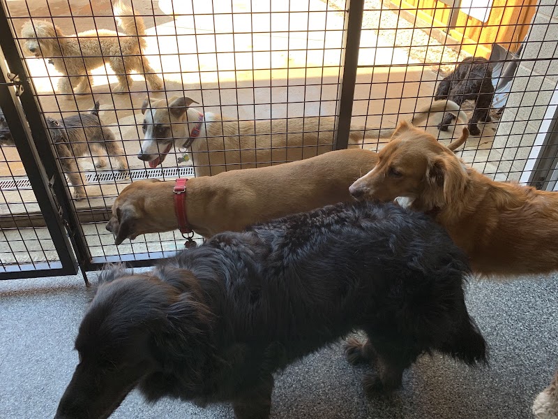 Bark and Play Chicago photo 2