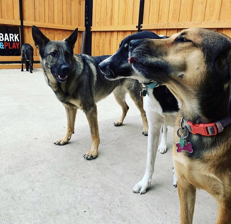 Bark and Play Chicago photo 3