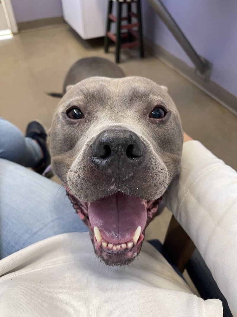 West Woodward Animal Hospital photo 2