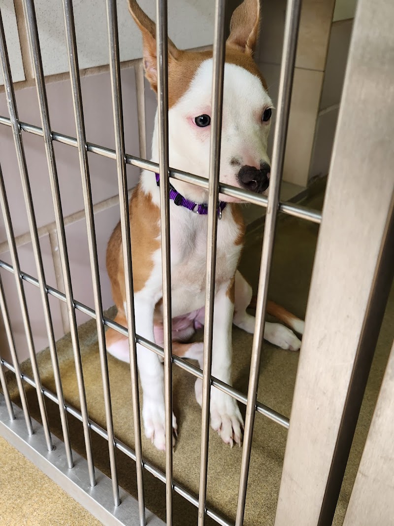 Cuyahoga County Animal Shelter photo 3