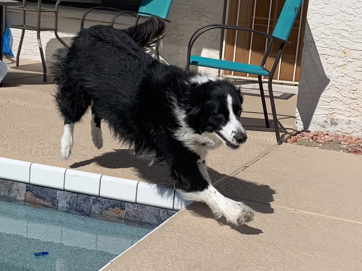 4Paw Sitting LLC photo 2