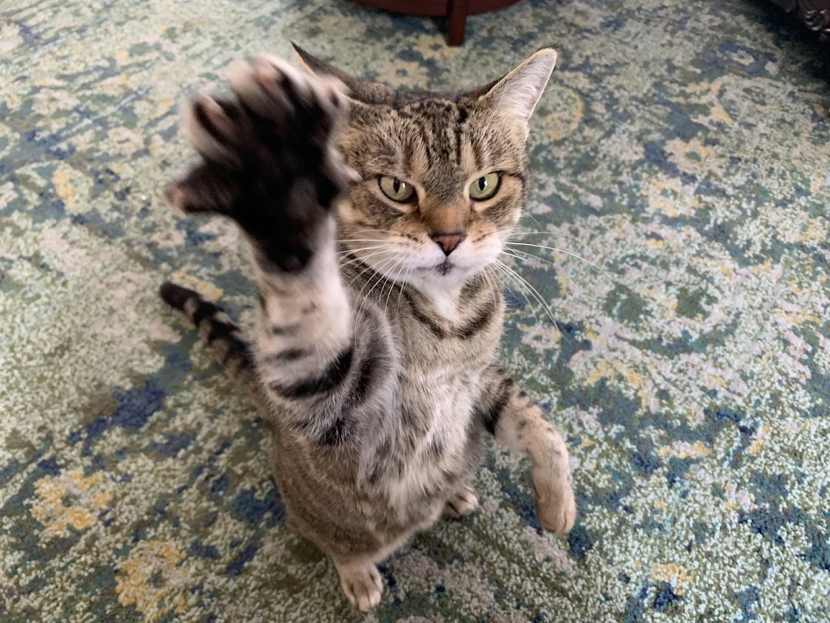 4Paw Sitting LLC photo 3