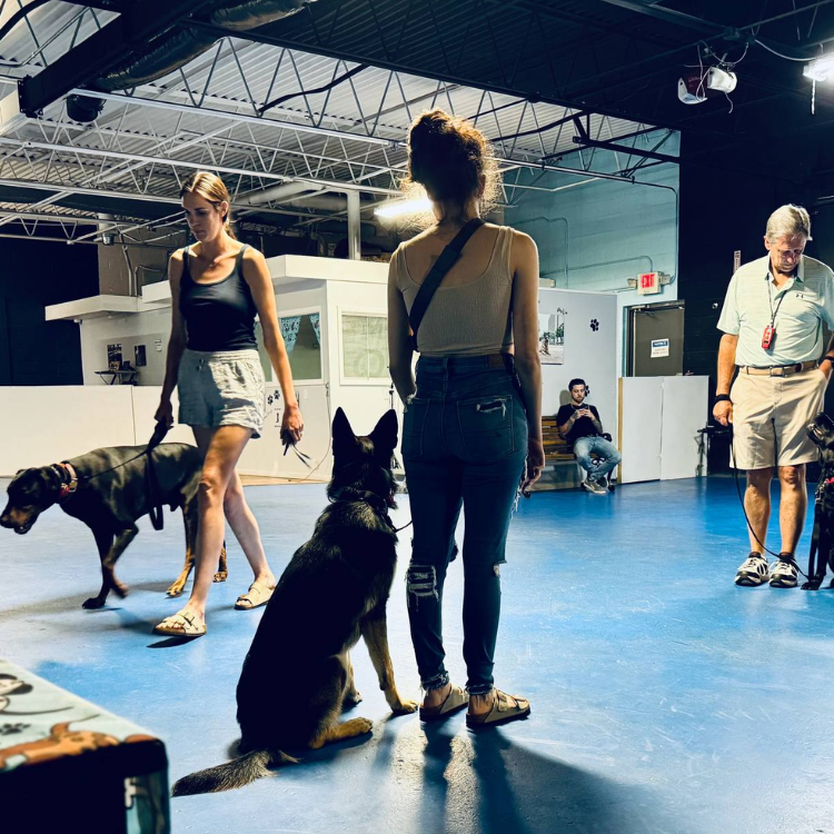 Michigan Dog Training