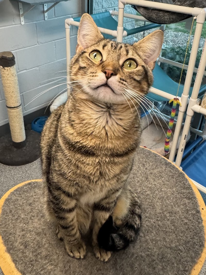 P.A.W.S. Tinley Park