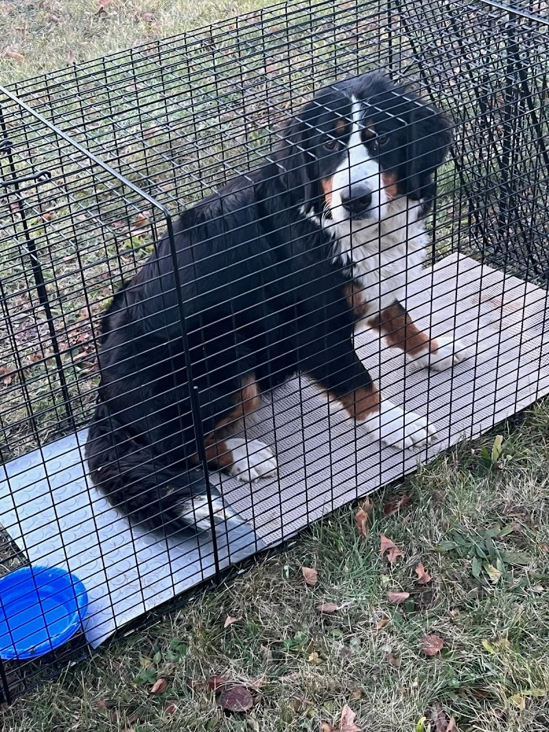 P.A.W.S. Tinley Park photo 3