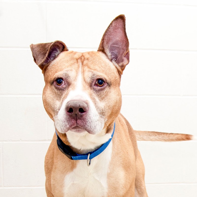 Humane Society For Hamilton County photo 3