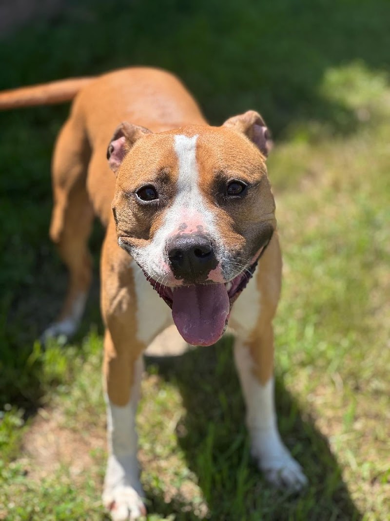 Animal Inn Pet Resort & Spa photo 3